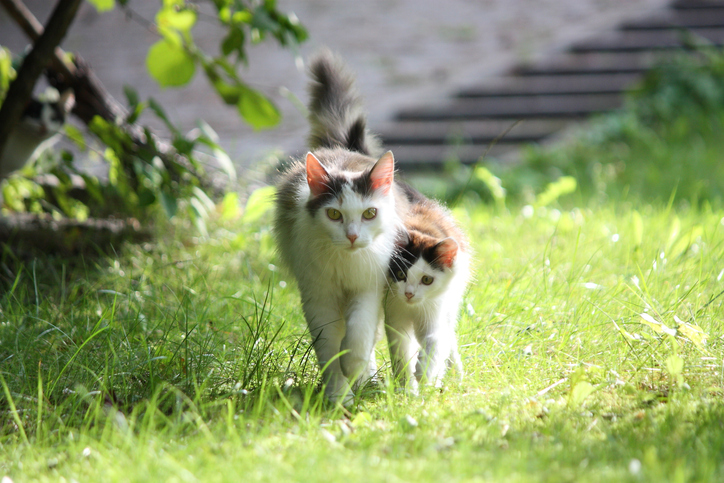 A cat and her kitten walking through a grassy garden