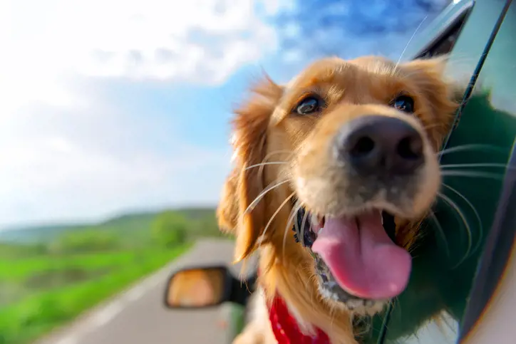 Happy dog in the car