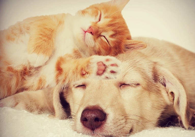 A cat with its head on a dog both sleeping
