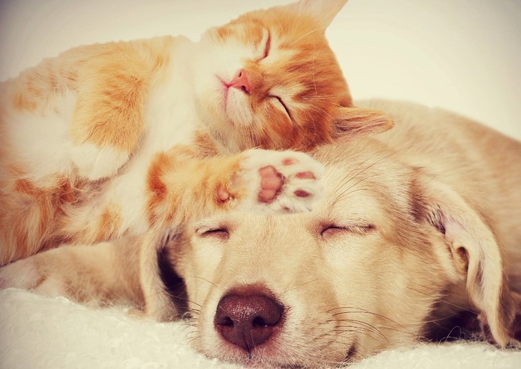 Ginger kitten sleeping on Labrador