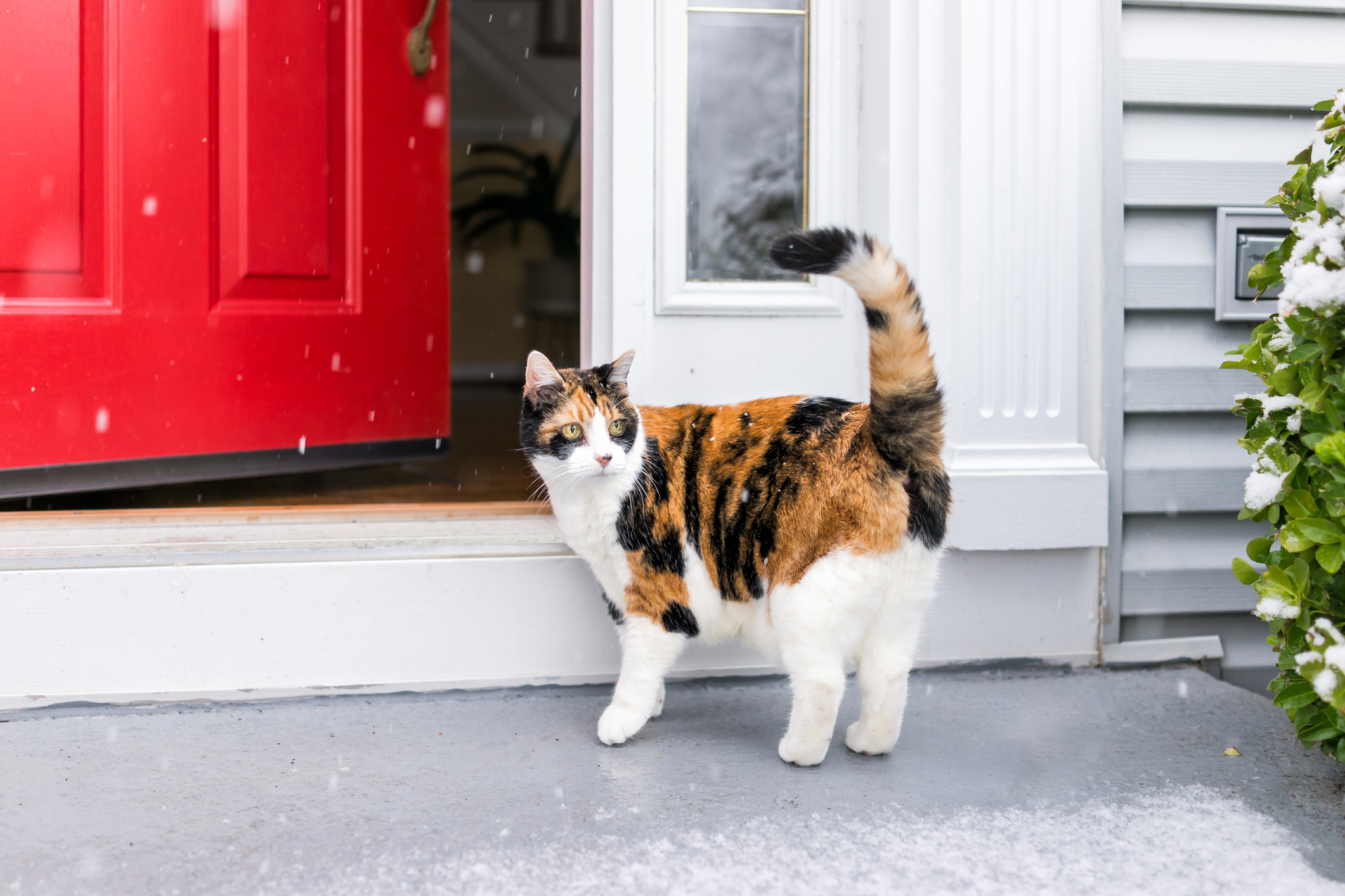 A cat standing by a slightly open door to a house