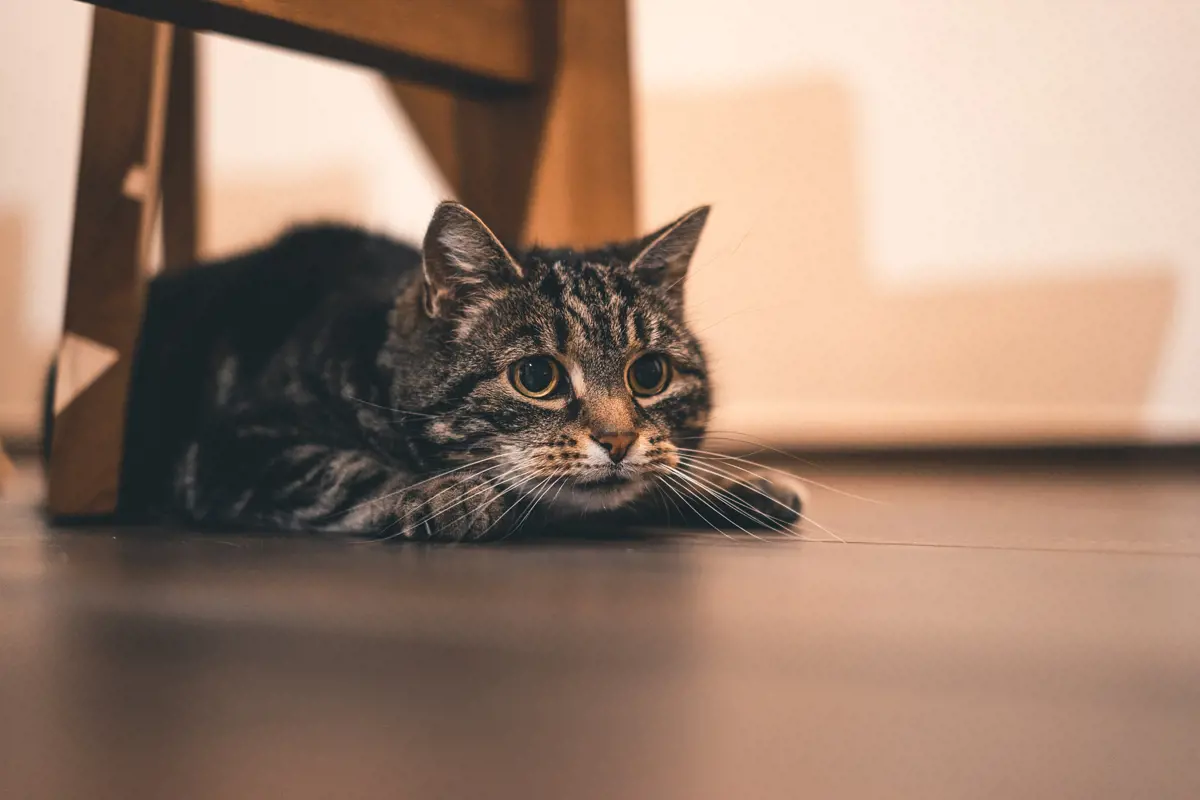 A cat laying under a table hiding