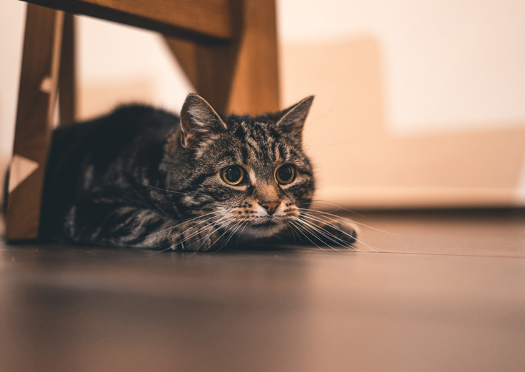 How do I train my kitten to use the litter tray?