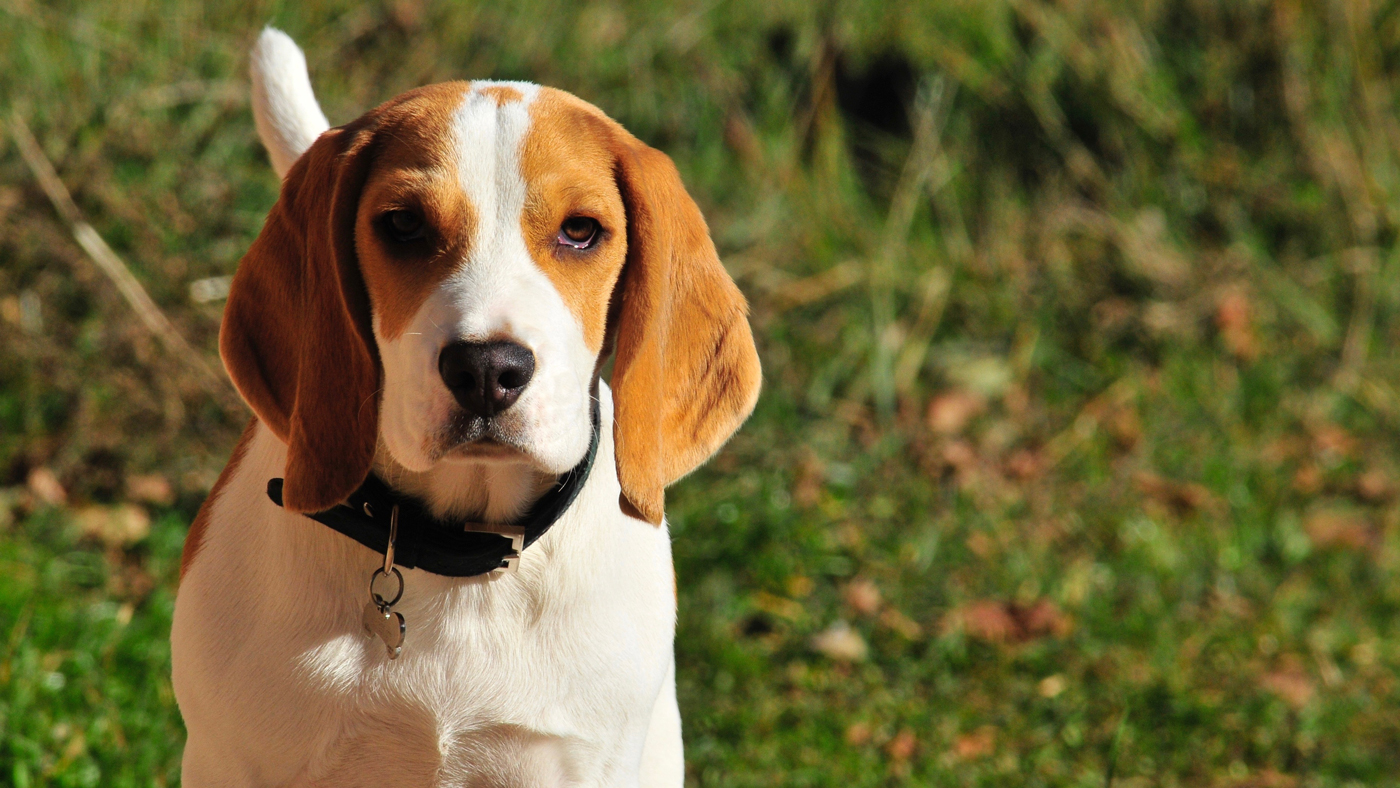 A Beagle standing in a field