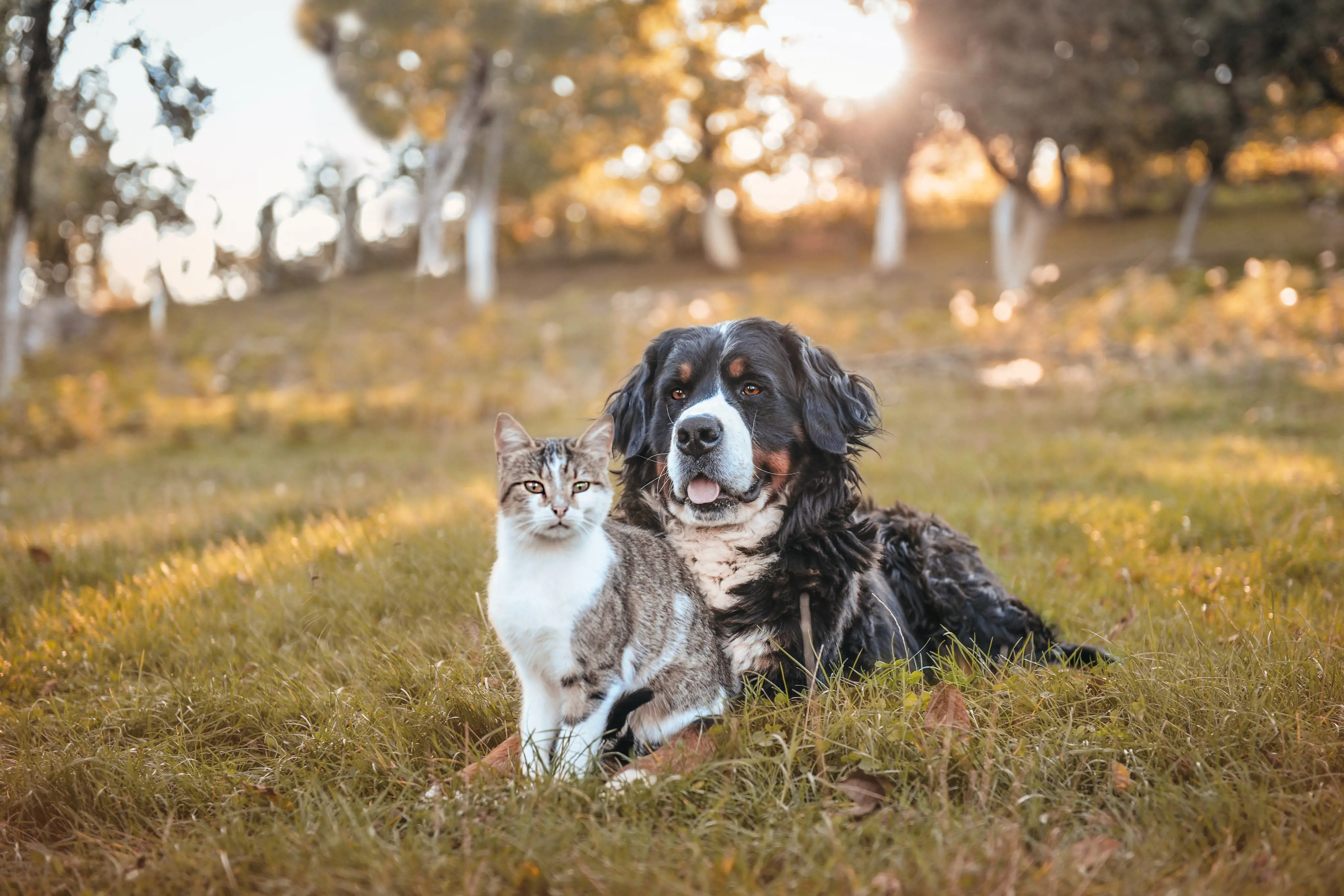 A Cat And Dog Sitting In Grass