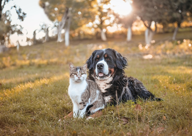 A Cat And Dog Sitting In Grass
